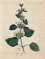 Melisse officinale (Melissa officinalis). Hand-coloured copper engraving from an illustration by James Sowerby. Excerpt from the book of William Woodville and Sir William Jackson Hooker “” Botanique medicinale”” 1832. The tireless Sowerby (1757-1822) drew 