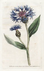 Mountain Centauree または Perennial Blueberry - James Sowerby (1757-1822) 作のリトグラフ、William Curtis