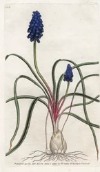 ムスカリ ア バンチまたはムスカリ ネグリジェ - James Sowerby (1757-1822) によるリトグラフィー、William Curtis (1746-1799) の Botanical Magazine より