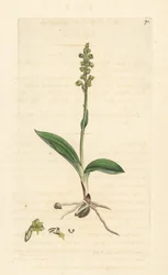 ジャコウラン、Herminium monorchis (ジャコウラン、Ophrys monorchis)。 James Smith