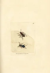 北部砂丘虎甲虫、Cicindela ハイブリッド。 The British Miscellany の James Sowerby による手彩色の銅版画、または新しい、珍しい、またはほとんど知られていない動物の彩色された図。