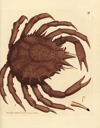 ノルウェーのタラバガニまたは北部石ガニ、Lithodes maja。 The British Miscellany の James Sowerby による手彩色の銅版画、または新しい、珍しい、またはほとんど知られていない動物の彩色された図。
