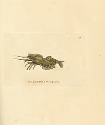 オウムエビ、Spirontocaris spinus (脊椎裏打ちエビ、蟹座棘)。 The British Miscellany の James Sowerby による手彩色の銅版画、または新しい、珍しい、またはほとんど知られていない動物の彩色された図。