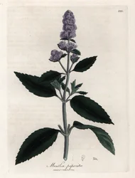 ペパーミント。 Botanique Medicinale の James Sowerby (1757-1822) による素描からの手彩色の銅版画