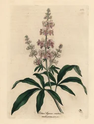 ピンクの花が咲く純潔の木、Vitex agnus castus