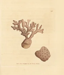 ポレラ コンプレッサ (ミレポラ コンプレッサ)。 The British Miscellany の James Sowerby による手彩色の銅版画、または新しい、珍しい、またはほとんど知られていない動物の色付きの図。