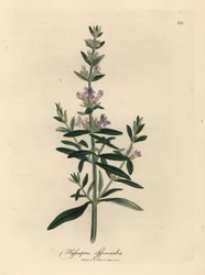 紫の花ヒソップ、Hyssopus officinalis