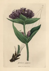 紫色リンドウ、リンドウ purpurea