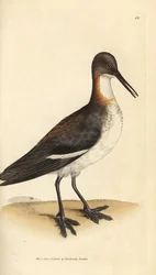 赤い首のファラロペ、Phalaropus lobatus (Phalaropus hyperboreus)。 The British Miscellany の James Sowerby による手彩色の銅版画、または新しい、珍しい、またはほとんど知られていない動物の彩色された図。