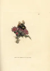アカオマルハナバチ、Bombus lapidarius（Apis flavicollis）、アザミの上。ジェームズ・サワビーによる手彩色銅版画、『The British Miscellany, or Coloured figures of new, rare, or little known animal subjects』より。
