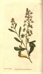Reseda の匂い - 甘い香りのする reseda または mignonette、Resedaodorata。 ジェームズ・ソワービーによる手彩色の銅版画と植物のイラスト、ウィリアム・カーティスの『ザ・ボタニカル・マガジン』、ランベス・マーシュ、ロンドン