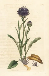 丸頭のランピオン、Phyteuma orbicularis (Phyteuma orbicularis) (輪状のラプンツェル) James Smith