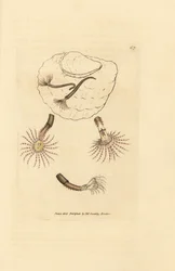 真紅の触手を持つサンド ワーム、アンフィトリテ ロゼア。 The British Miscellany の James Sowerby による手彩色の銅版画、または新しい、珍しい、またはほとんど知られていない動物の彩色された図。