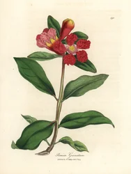 緋色の花が咲くザクロの木、Punica granatum