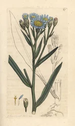 シーアスター、Tripolium pannonicum subsp. tripolium (Sea starwort, Aster tripolium) (Aster Maritime) James Smith