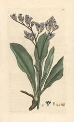 Sea lavender, Limonium vulgare (Statice limonium) (シー ラベンダー) James Smith