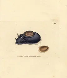 ウミウシまたはウミウサギ、アメフラシ (アプリシア ハイブリダ)。 The British Miscellany の James Sowerby による手彩色の銅版画、または新しい、珍しい、またはほとんど知られていない動物の彩色された図。