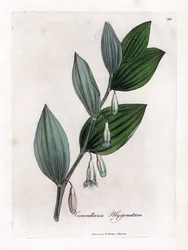 ソロモン マルチフローラのシール - ソロモンのシール、Polygonatum multiflorum。 ウィリアム・ウッドヴィルのジェームス・ソワービーによる植物のイラストからの手彩色の銅版画とウィリアム・ジャクソン・フッカー卿の「「医学植物学」」、ジョン・ボーン、ロンドン