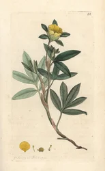 シュラブ シンクフォイル、Dasiphora fruticosa または Potentilla fruticosa (Cinquefoil frutescente ou la cinquefoil shbustive) James Smith