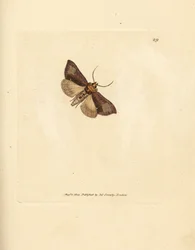 細長い磨かれたブラッセル、Thysanoplusia orichalcea (ヨークシャーの磨かれたブラッセル蛾; Phalaena Noctua aerifera)。 The British Miscellany の James Sowerby による手彩色の銅版画、または新しい、珍しい、またはあまり知られていない動物の色付きの図