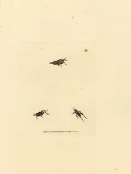 細いバッタ、Tetrix subulata (AWL 型のアクリジウム、Acrydium subulatum)。 The British Miscellany の James Sowerby による手彩色の銅版画、または新しい、珍しい、またはほとんど知られていない動物の彩色された図。
