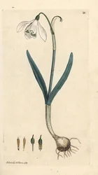 スノー ドロップ、Galanthus nivalis。 James Smith