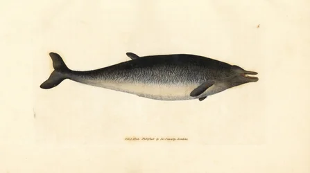ツチクジラ、Mesoplodon bidens (Physeter bidens、二歯マッコウクジラ)。 The British Miscellany の James Sowerby による手彩色の銅版画、または新しい、珍しい、またはほとんど知られていない動物の色付きの図。