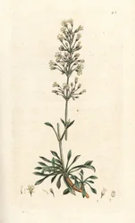 スペインのキャッチフライ、Silene otites (Spanish campion, Cucubalus otites) (silene a small leaves) James Smith
