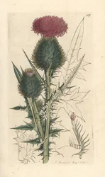 槍アザミ、Cirsium vulgare (Carduus lanceolatus) (Common Cirse) James Smith