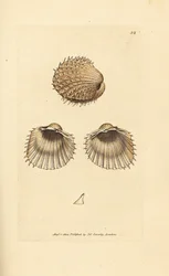 トゲハイガイ、Acanthocardia aculeata（Cardium spinosum）。ジェームズ・サワービーによる手彩色銅版画、『The British Miscellany, or Coloured figures of new, rare, or little known animal subjects』より