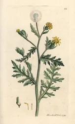 悪臭または粘着性グラウンドセル、Senecio viscosus (viscous senecon) ロンドンの James Smith