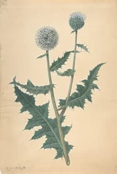 1822年以前のアザミの研究。