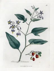 セイヨウウマノスズクサ - 木質のナス科植物、Solanum dulcamara。ロンドン、ジョン・ボーン刊、ウィリアム・ウッドヴィルとサー・ウィリアム・ジャクソン・フッカー『Medical Botany』所収、ジェームズ・サワービーの植物図版による手彩色銅版画