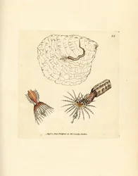チューブを作るアネリッド ファンワーム、Spirobranchus triqueter。 The British Miscellany の James Sowerby による手彩色の銅版画、または新しい、珍しい、またはほとんど知られていない動物の彩色された図。