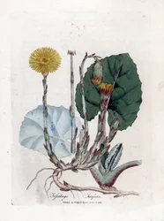 Tuslage またはないロバ - Coltsfoot、Tussilago ファラ。 ジェームズ・ソワービーによるウィリアム・ウッドビルの植物図とウィリアム・ジャクソン・フッカー卿の「「医学植物学」」、ジョン・ボーン、ロンドンの手彩色の銅版画
