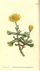 フィコイドの変種 - 手斧葉のイチジク マリーゴールド、Mesembryanthemum dolabriforme。 James Sowerby による手彩色の銅版画と植物のイラスト、William Curtis の The Botanical Magazine、ランベス マーシュ、ロンドン