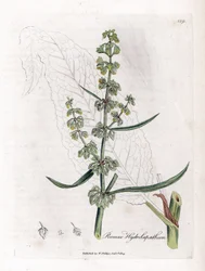 ウォーター ペイシェンスまたはアクアティック ペイシェンス - グレート ウォーター ドック、Rumex Hydrolapathum。 ジェームズ・ソワービーによるウィリアム・ウッドビルの植物図とウィリアム・ジャクソン・フッカー卿の「「医療植物学」」、ジョン・ボーン、ロンドンの手彩色銅版画