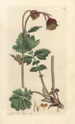Water avens, Geum rivere ロンドンの James Smith