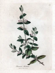 水ジャーマンドリー - 水ジャーマンダー、Teucrium scordium。 ジェームズ・ソワービーによるウィリアム・ウッドビルの植物図とウィリアム・ジャクソン・フッカー卿の「「医学植物学」」、ジョン・ボーン、ロンドンの手彩色の銅版画