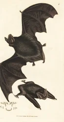 西洋バーバステル バット、バーバステラ バーバステルス バーバステルス (Vespertilio barbastellus)。 The British Miscellany の James Sowerby による手彩色の銅版画、または新しい、珍しい、またはほとんど知られていない動物の彩色された図。