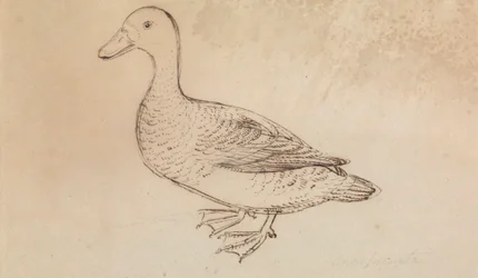 Pato assobiador de cara branca