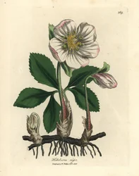 白花のクリスマスローズ、Helleborus niger