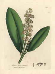 白い花の咲く桜月桂樹、Prunus laurocerasus