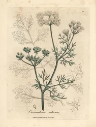 白い花のコリアンダー、Coriandrum sativum