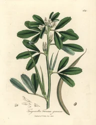 白い花が咲くフェヌグ リーク シード ポッド、Trigonella foenum graecum