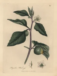 White flowered winter cherry, Physalis alkekengi   1430265   ja       japanese Successfully Translated  Original: Zittende man Translat: Zittende man 1379124 ja japanese Successfully Translated Original: The Actor Segawa Kikunojo II as the courtesan Umegae