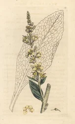 白いモウズイカ、Verbasum lychnitis (molene) ロンドンの James Smith