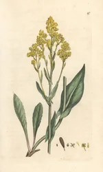 Woad, Isatis tinctoria (Pastel des Dyers ou guede) James Smith