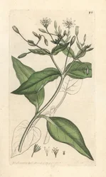 Wood stichwort、Stellaria nemorum ロンドンの James Smith