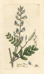 ウッドベッチ、Vicia sylvatica (vesce des bois) ロンドンの James Smith